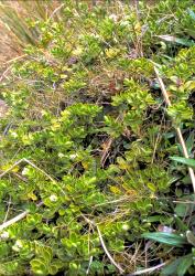 Veronica treadwellii. Habit. Amuri Pass, Canterbury.
 Image: M.J. Bayly © Te Papa CC-BY-NC 3.0 NZ